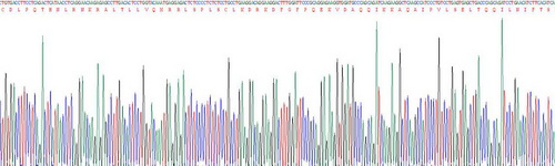 干扰素α(IFNa)重组蛋白