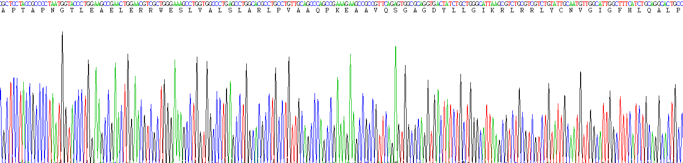 成纤维细胞生长因子4(FGF4)重组蛋白