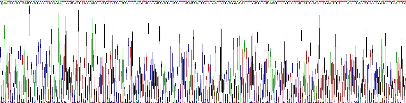 成纤维细胞生长因子4(FGF4)重组蛋白