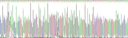 干扰素γ(IFNg)重组蛋白