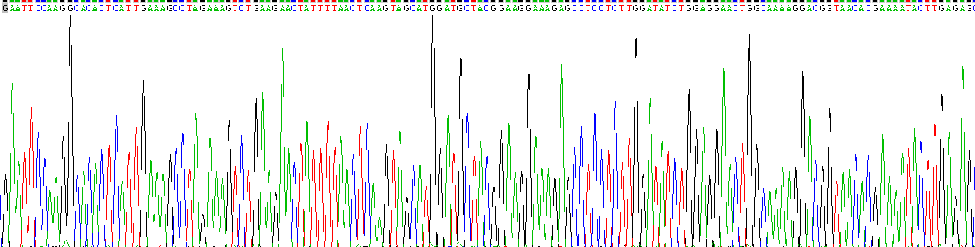 干扰素γ(IFNg)重组蛋白