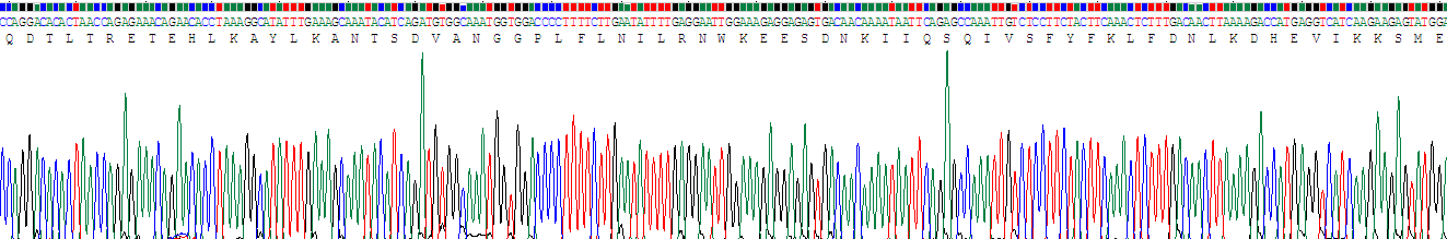 干扰素γ(IFNg)重组蛋白