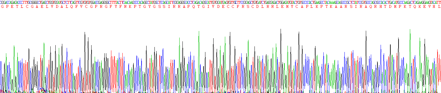 胰岛素样生长因子1(IGF1)重组蛋白