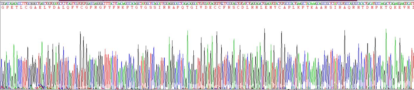胰岛素样生长因子1(IGF1)重组蛋白