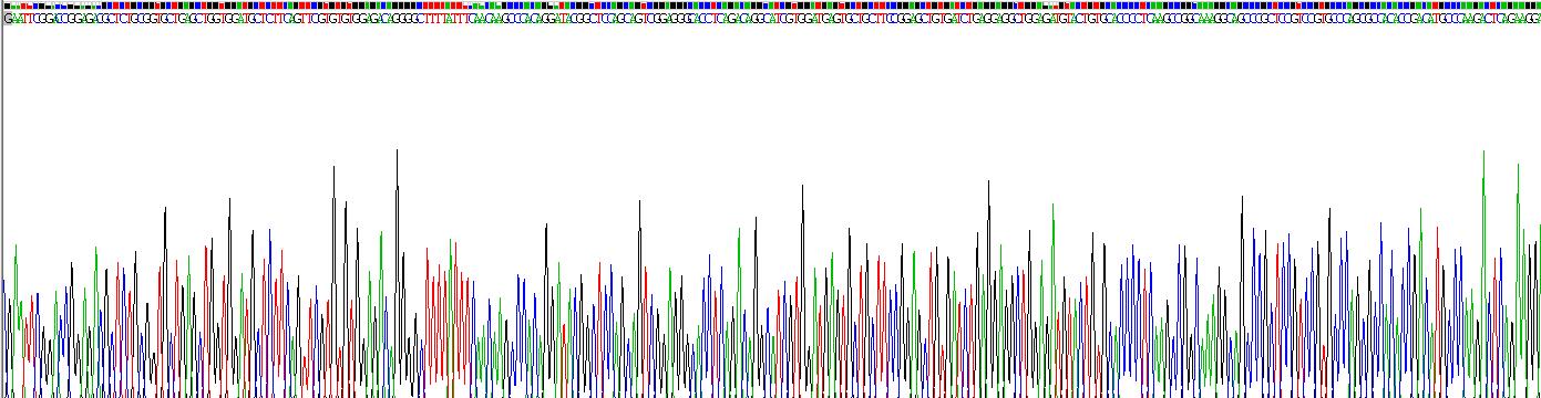 胰岛素样生长因子1(IGF1)重组蛋白