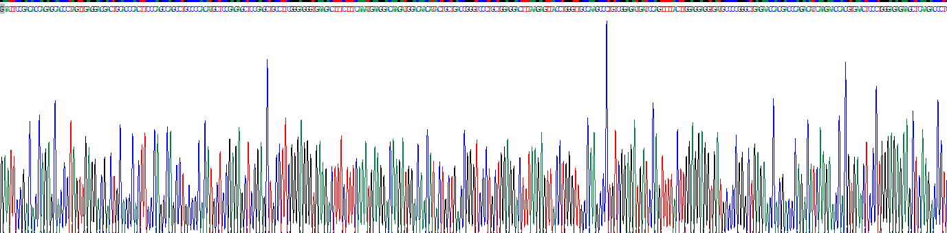 白介素10(IL10)重组蛋白