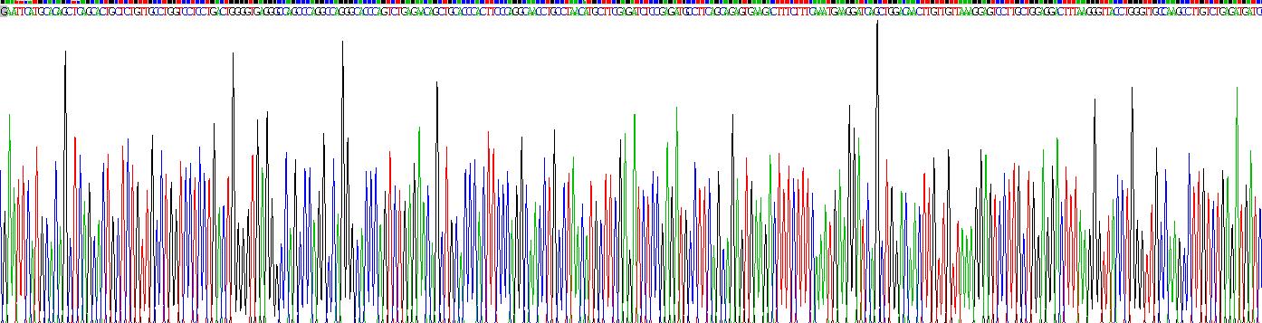 白介素10(IL10)重组蛋白