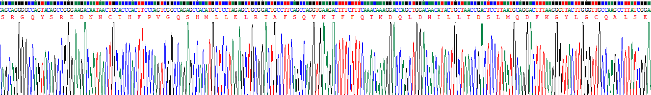 白介素10(IL10)重组蛋白
