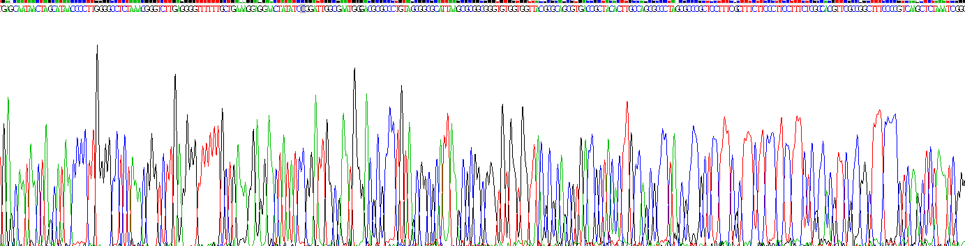 白介素10(IL10)重组蛋白
