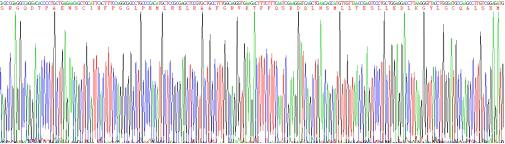 白介素10(IL10)重组蛋白