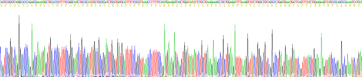 白介素10(IL10)重组蛋白