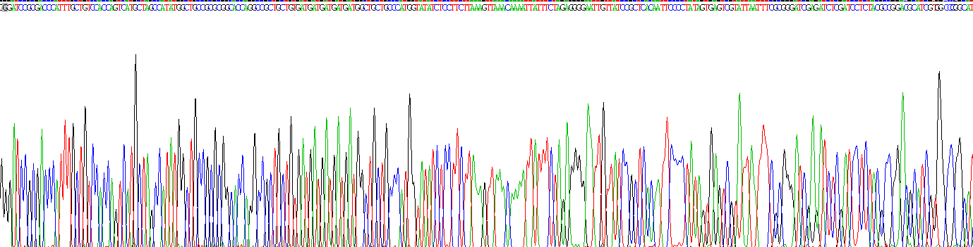 白介素11(IL11)重组蛋白