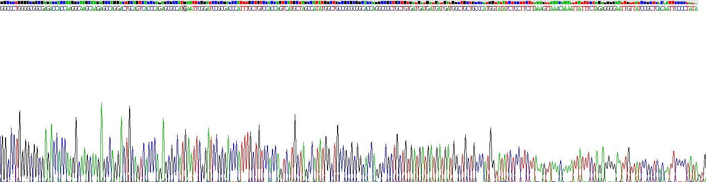 白介素13(IL13)重组蛋白