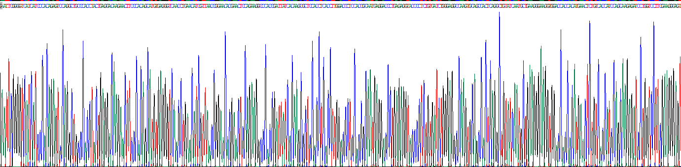 白介素17(IL17)重组蛋白
