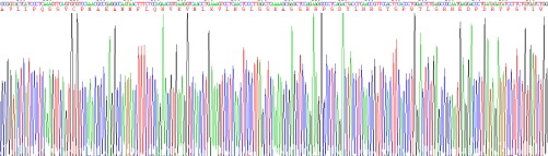 白介素17(IL17)重组蛋白