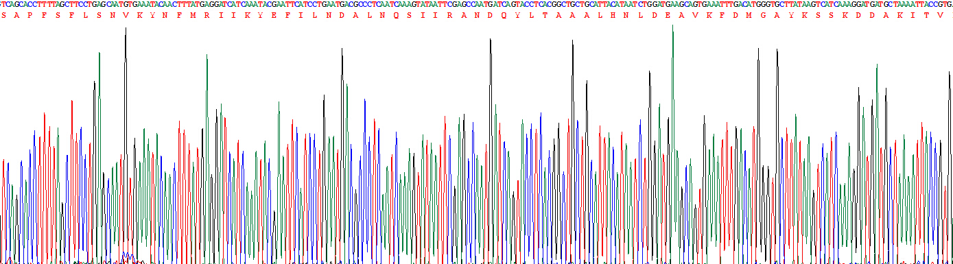 白介素1α(IL1a)重组蛋白