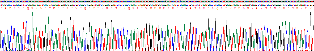 白介素1α(IL1a)重组蛋白