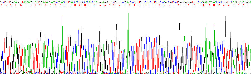 防御素β2(DEFb2)重组蛋白
