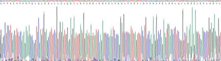 白介素2(IL2)重组蛋白