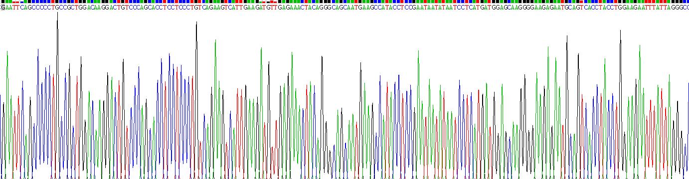 白介素3(IL3)重组蛋白