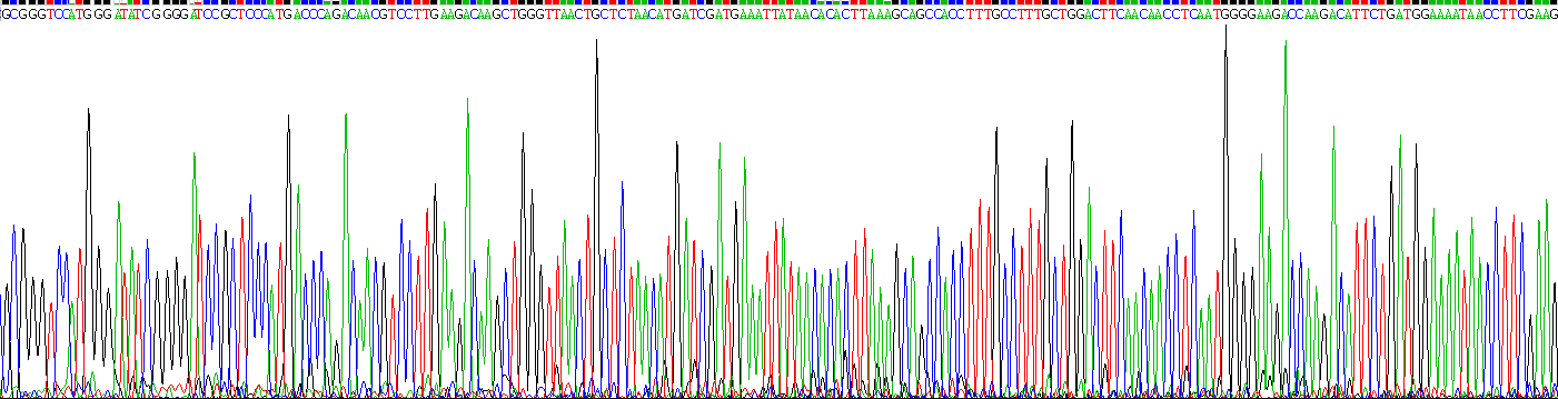 白介素3(IL3)重组蛋白