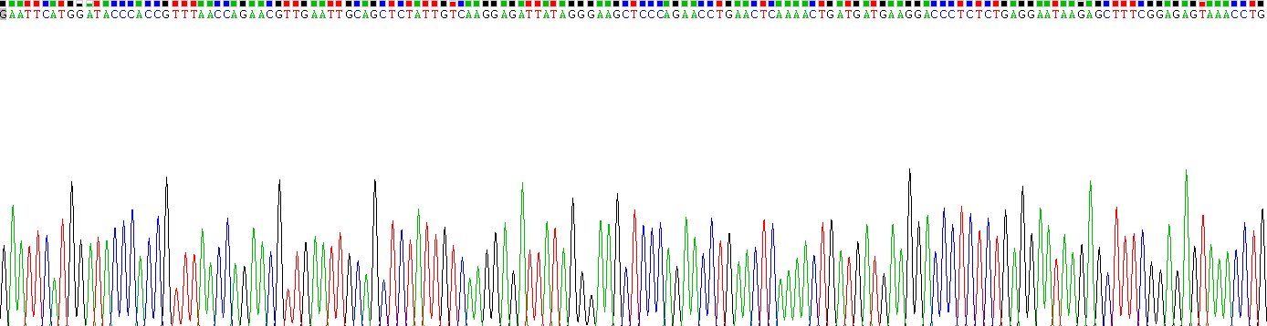 白介素3(IL3)重组蛋白