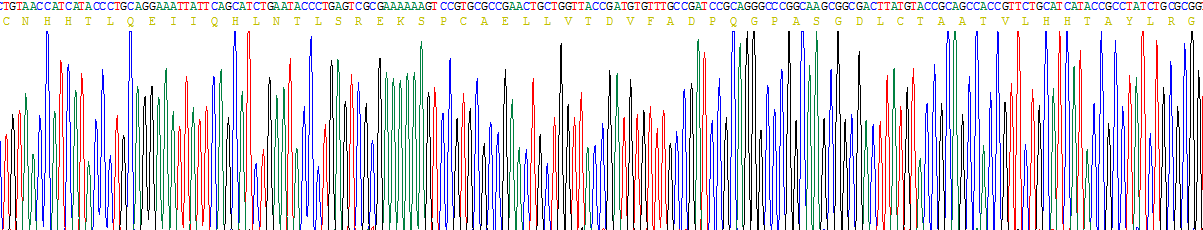 白介素4(IL4)重组蛋白