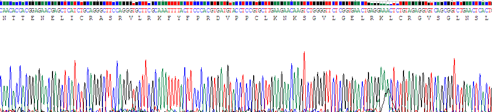 白介素4(IL4)重组蛋白