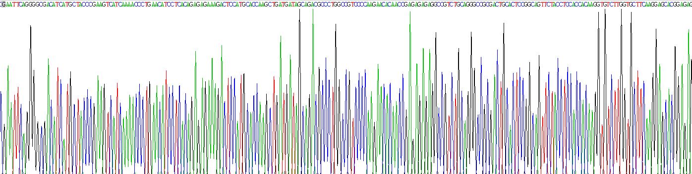白介素4(IL4)重组蛋白