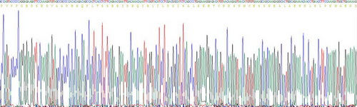 白介素6(IL6)重组蛋白