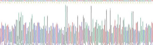 白介素6(IL6)重组蛋白