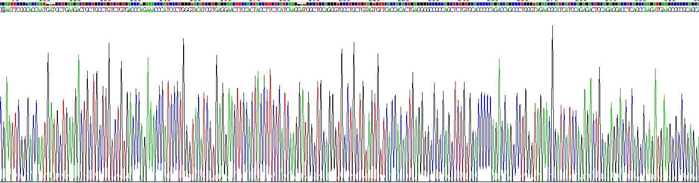 巨噬细胞炎性蛋白3β(MIP3b)重组蛋白