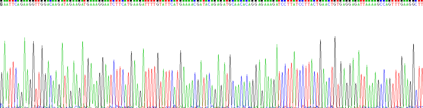 CD40配體(CD40L)重組蛋白