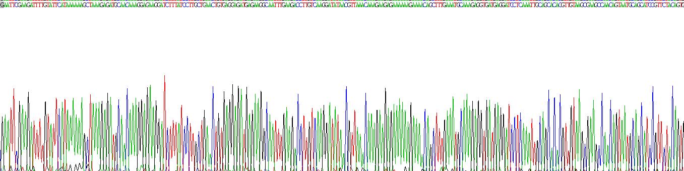 CD40配体(CD40L)重组蛋白