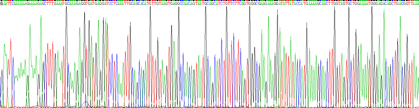 CD40配体(CD40L)重组蛋白