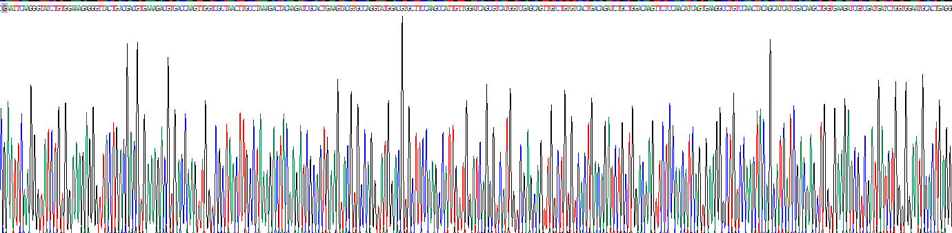 干细胞因子(SCF)重组蛋白