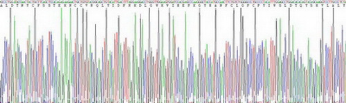转化生长因子β1(TGFb1)重组蛋白