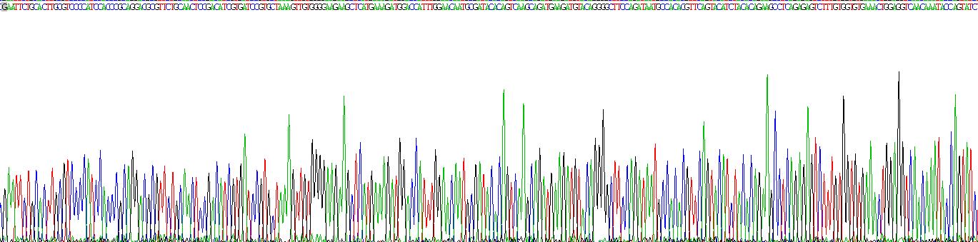 组织金属蛋白酶抑制因子3(TIMP3)重组蛋白