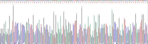 组织金属蛋白酶抑制因子3(TIMP3)重组蛋白
