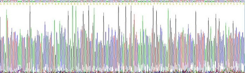肿瘤坏死因子α(TNFa)重组蛋白