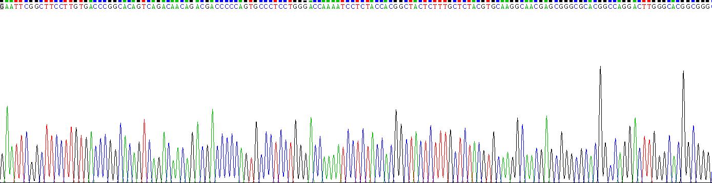 Ⅳ型膠原α1(COL4a1)重組蛋白