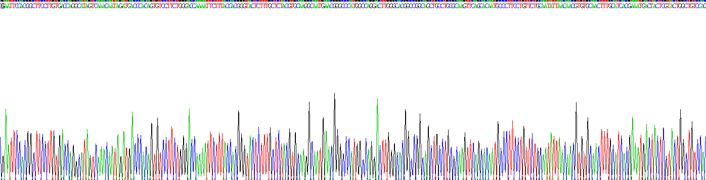 Ⅳ型膠原α1(COL4a1)重組蛋白