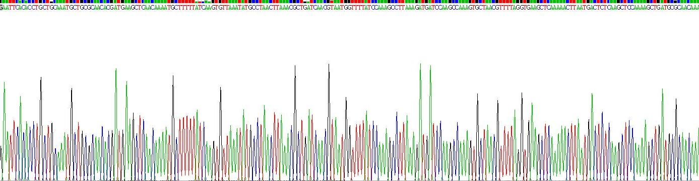 葡萄球菌蛋白A(SPA)重组蛋白