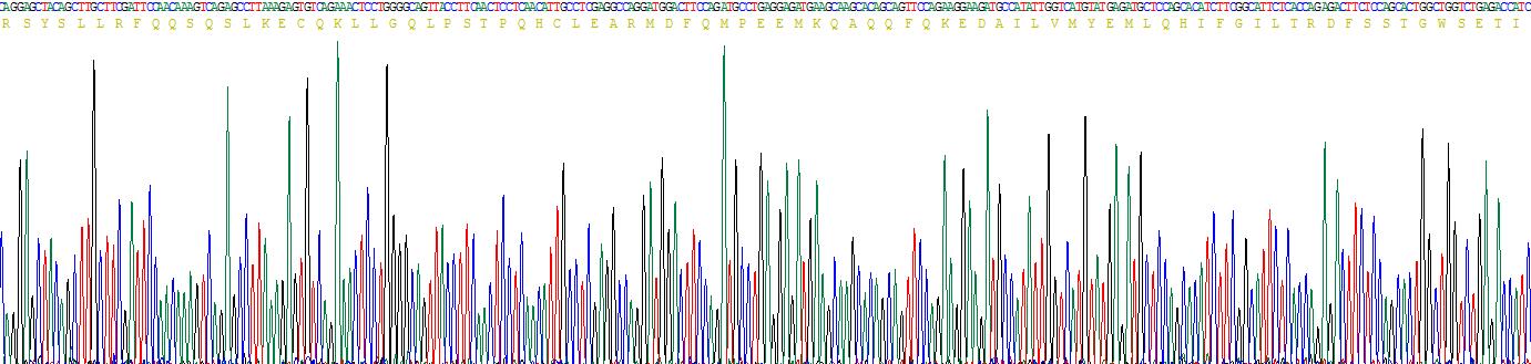 干扰素β(IFNb)重组蛋白