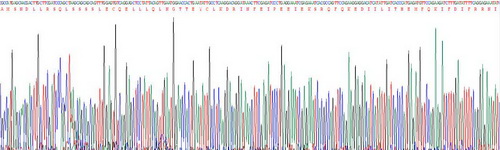 干扰素β(IFNb)重组蛋白