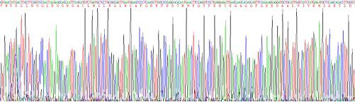 干扰素β(IFNb)重组蛋白