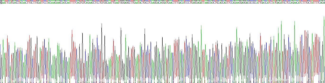干扰素β(IFNb)重组蛋白