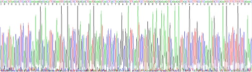 干扰素β(IFNb)重组蛋白
