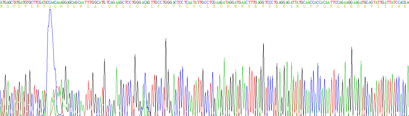 干扰素β(IFNb)重组蛋白