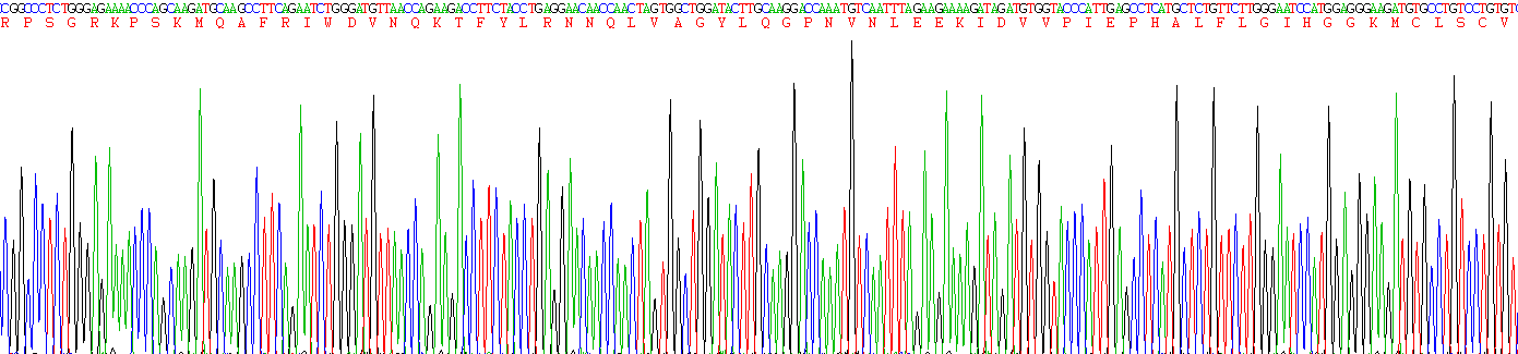 白介素1受体拮抗剂(IL1RA)重组蛋白